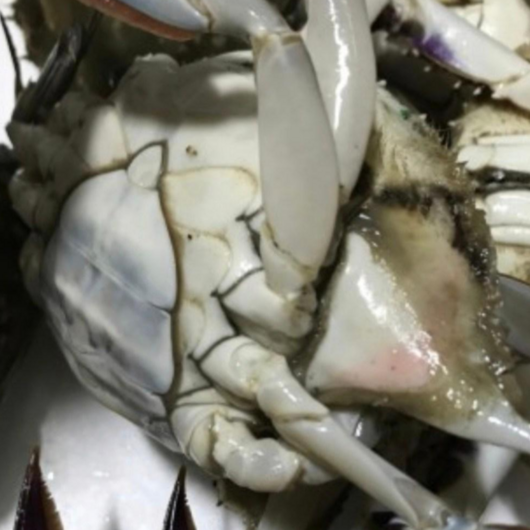 <꽃게미가> 국내산 급랭 연평도 알배기 암꽃게 숫꽃게 1KG, 7.국내산 연평도 급랭 서해 암꽃게 6-7 小, 1개