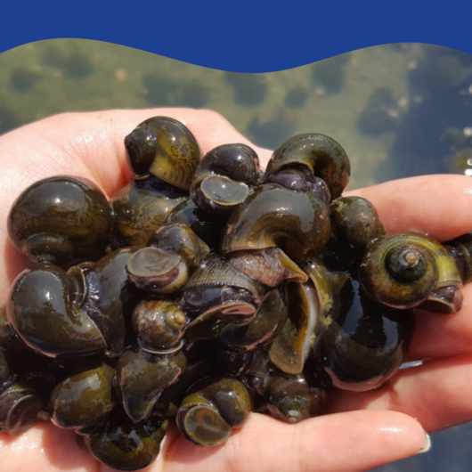 청정 화순산 냉동 우렁이살 1kg – 우렁 강된장 & 우렁 쌈밥용, 1봉지