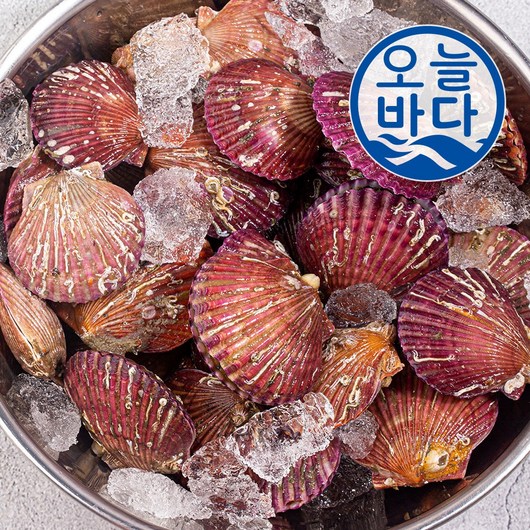 통영 제철 세척 홍가리비 산지직송, 1개, 홍가리비 2KG