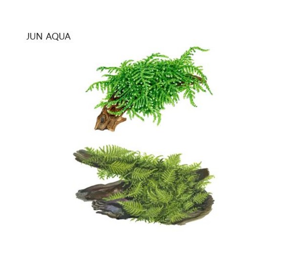 위핑모스 중요 정보 요약: 당신의 공간에 녹색 힐링을 더하세요!