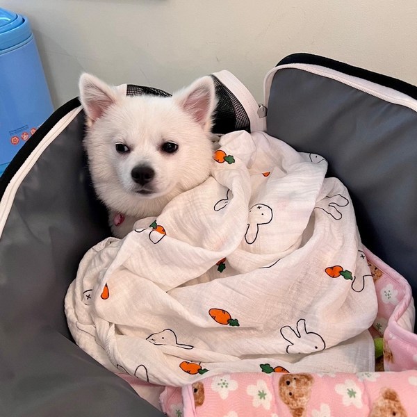 강아지 고양이 여름 블랭킷 이불 담요, 리본토끼, 1개