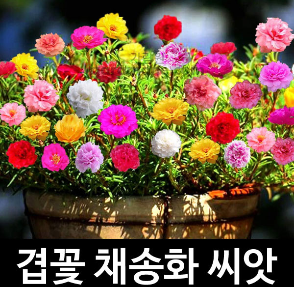 겹꽃 채송화 씨앗 겹채송화 종자 꽃씨 야생화 1000알, 1개