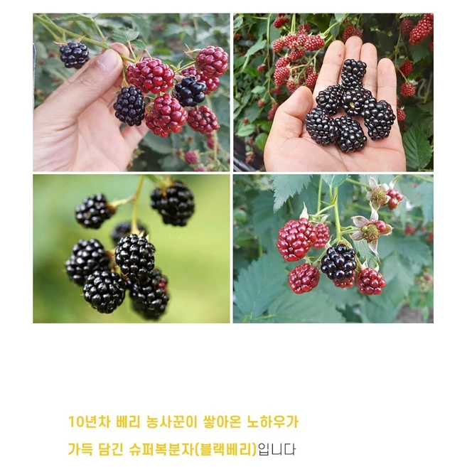 고창 햇 토종 블랙베리 슈퍼 복분자 3키로 5키로, 3kg, 1개