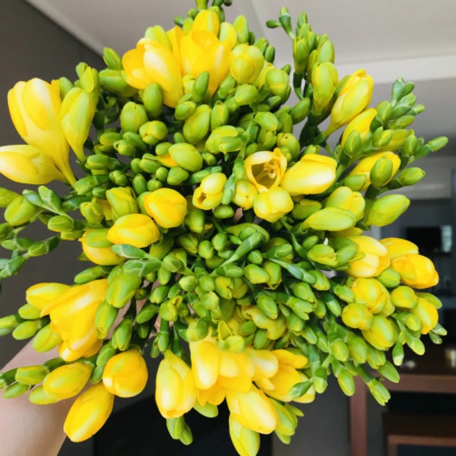 <에밀리정원> 후리지아 30대 꽃선물 생화택배 화훼농가돕기, 1개”>
	                        <h3><에밀리정원> 후리지아 30대 꽃선물 생화택배 화훼농가돕기, 1개</h3>
	                        <p class=