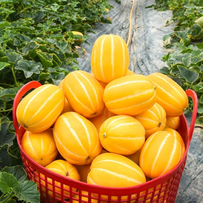 성주참외 고당도 꿀참외 5kg 혼합과, 성주참외 5kg(혼합과), 1개