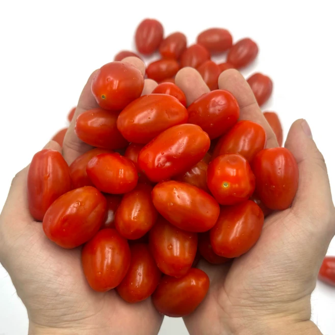 GAP인증 꼭지없는 아삭이 대추 방울토마토 최상품, 1개, 1.5kg 로얄과