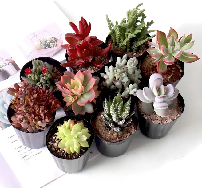 모리앤 생화 다육식물 소형, 랜덤발송, 10개