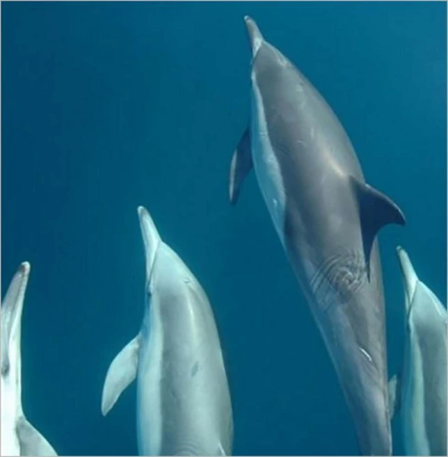 [시드니] 호주 시드니 야생 돌고래 크루즈 투어 + 사막 투어