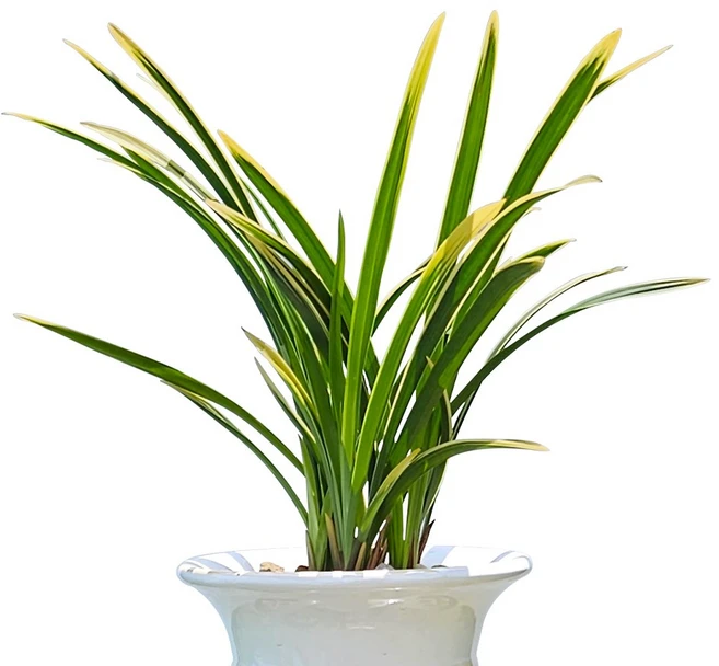 나라아트 동양란 모음, 17. 금기(5-6촉)