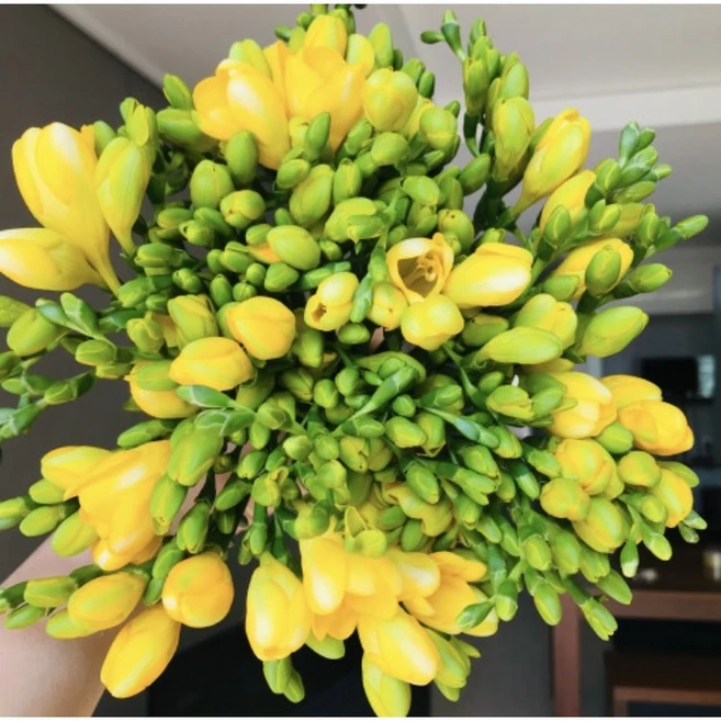 <에밀리정원> 후리지아 50대 꽃선물 생화택배 화훼농가돕기, 1개”>
	                        <h3><에밀리정원> 후리지아 50대 꽃선물 생화택배 화훼농가돕기, 1개</h3>
	                        <p class=