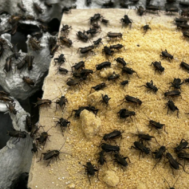 [청년밀웜] 소귀뚜라미 파충류 양서류 먹이 쌍별귀뚜라미 소 사이즈 25 50 100 200, 50개, 1g