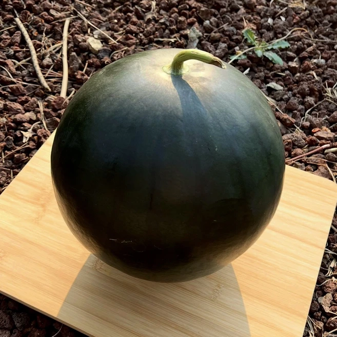 종우네 씨없는 고당도 흑수박 (호텔/백화점 납품), 1개, 7kg