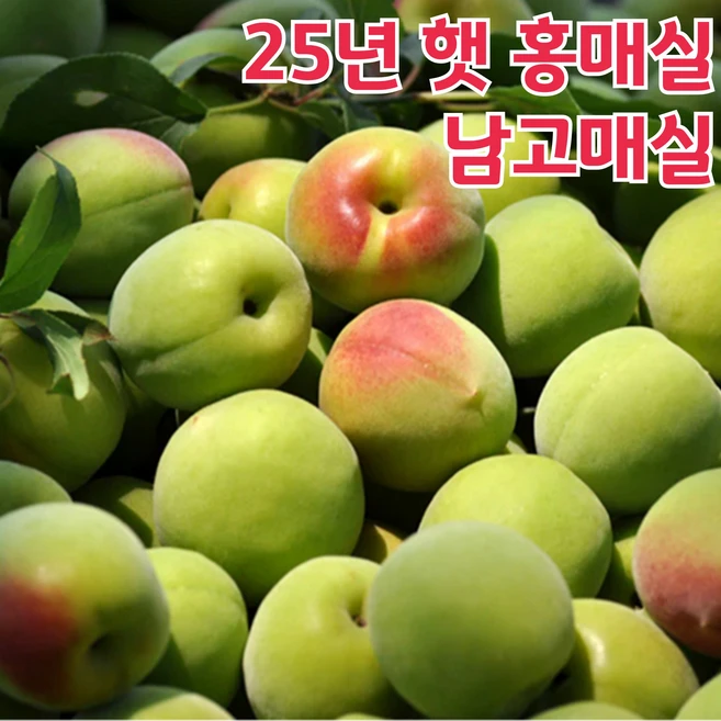 [단내폭발] 초특가할인 홍매실 남고매실 하루30박스만, 1박스, 5kg 소