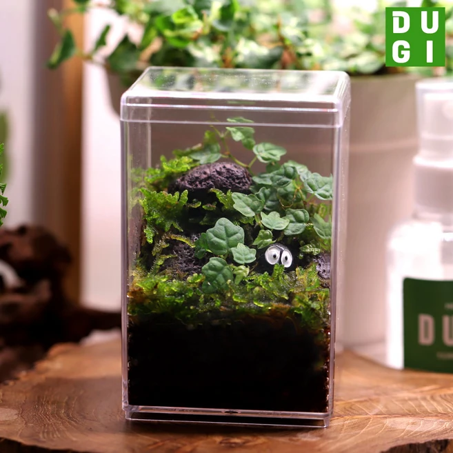 제주애기모람 높은 직사각 테라리움 (에그스톤타입) DIY 키트, 1개