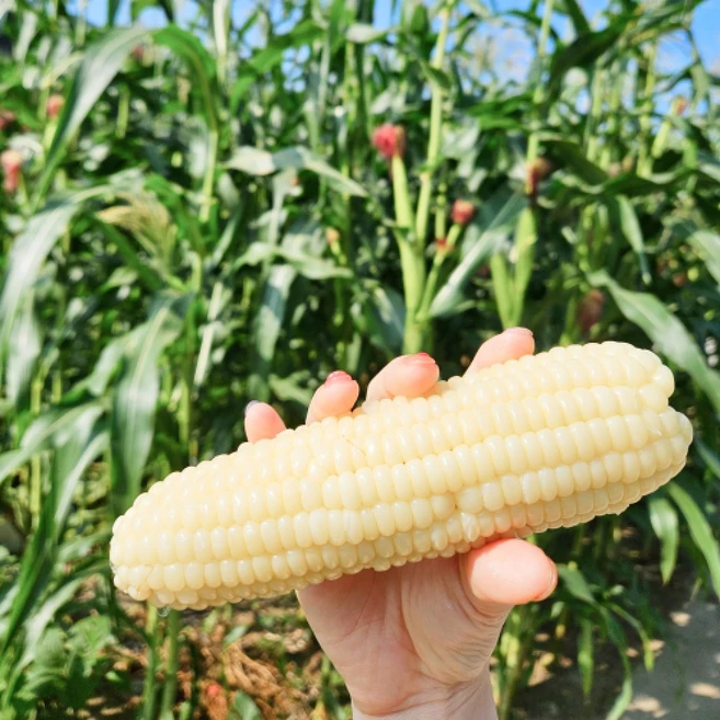 기간한정세일 쫀득달콤한 2025년 미백 찰옥수수, 10개, 15cm 이상 (특품)