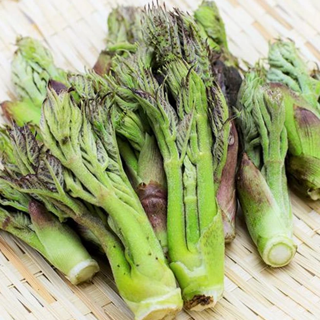 [하루20박스] 봄내음가득 15년장인 최상급 땅두릅, 1박스, 500g