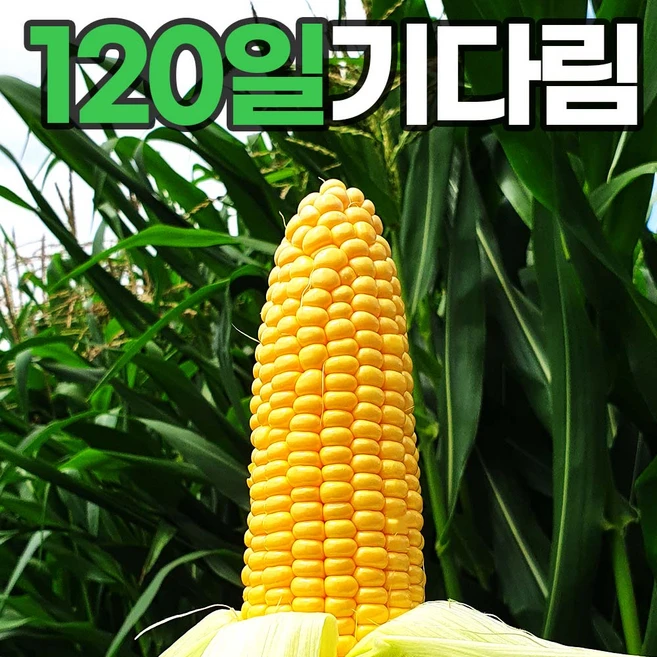 [헤이달다] 25년 해남 햇 초당옥수수 (특품) 15cm 이상 정품, 1박스, 미니 초당옥수수 10개입