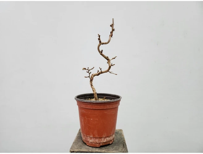 백 명자 중형 나무 하얀 흰색 꽃 산당화 분재 화분 키우기, 1개, 0