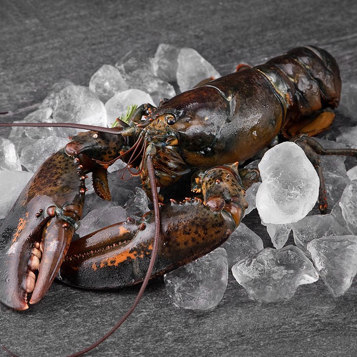 바이킹마켓 캐나다산 활랍스터, 790g, 1개 대표 이미지 - 바이킹마켓 추천