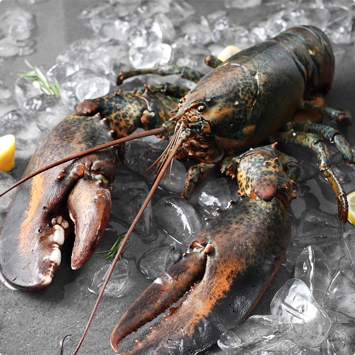 바이킹마켓 캐나다산 활랍스터, 1.5kg이상, 1개 대표 이미지 - 바이킹마켓 추천