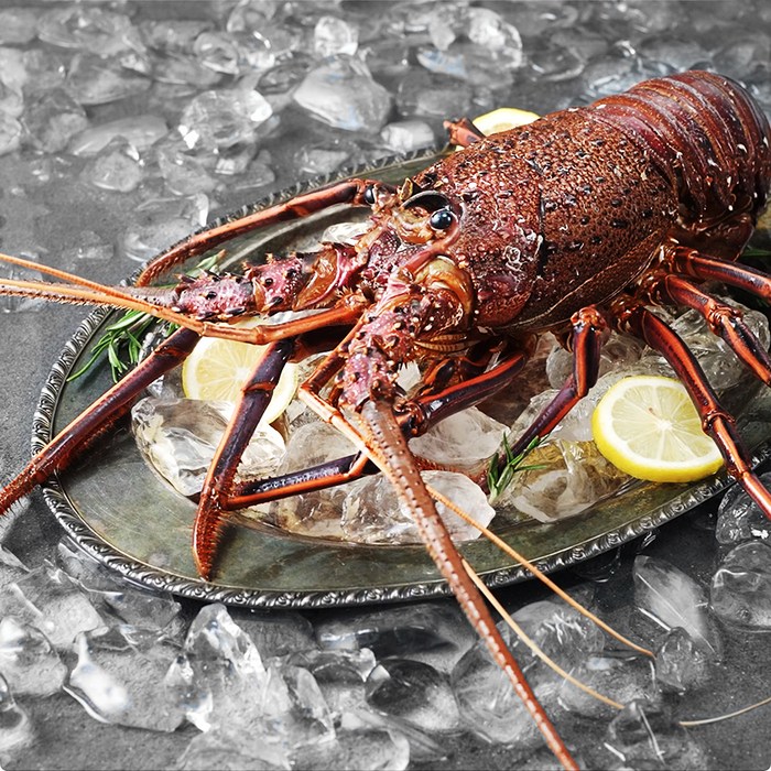 바이킹마켓 스파이니 랍스타, 1400g, 1개 대표 이미지 - 바이킹마켓 추천