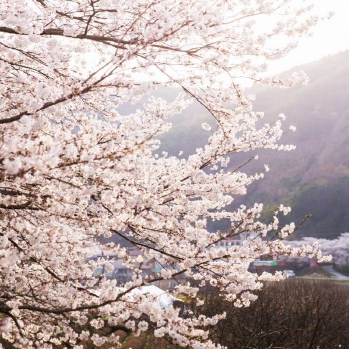 [하동] [당일-리무진] 하동 십리벚꽃길+쌍계사 당일여행 대표 이미지 - 벚꽃 명소 추천