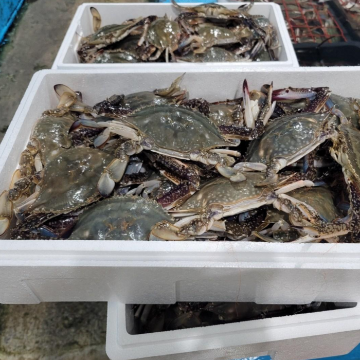 산지직송 연평도 꽃게 급냉 알배기 암꽃게 숫꽃게 국산 냉동꽃게 생물 톱밥 절단 활꽃게, 연평도 숫꽃게 중1kg 대표 이미지 - 알배기 암꽃게 추천