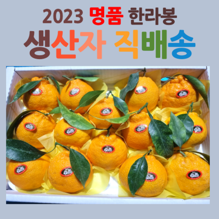 산지직송 제주도 서귀포 고당도 한라봉 선물세트, 산지직송 명품 한라봉, 중소과 3kg(벌크) 대표 이미지 - 한라봉 추천