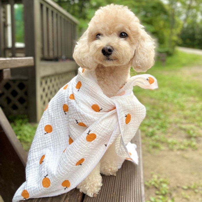 강아지 고양이 여름 블랭킷 이불 담요, 레인보우 대표 이미지 - 강아지 이불 추천