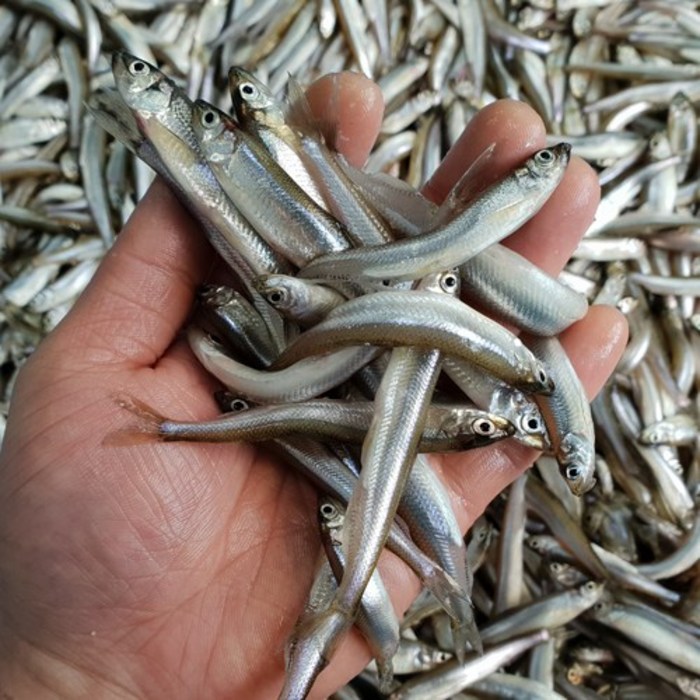 자연나라 국내산 민물고기 빙어 1kg ( 500g x 2팩 ), 1개 대표 이미지 - 장어즙 추천