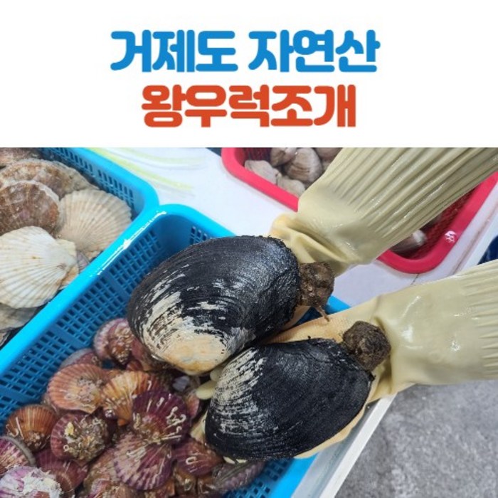 남해안 알이 큰 자연산 코끼리조개 1kg 2kg, 코끼리조개_1kg 대표 이미지 - 키조개 추천