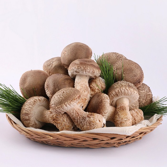 빛다한 매화송이버섯 고급형 1.2kg 2.5kg 참표고 송이 풍미가득 대표 이미지 - 표고버섯 선물세트 추천