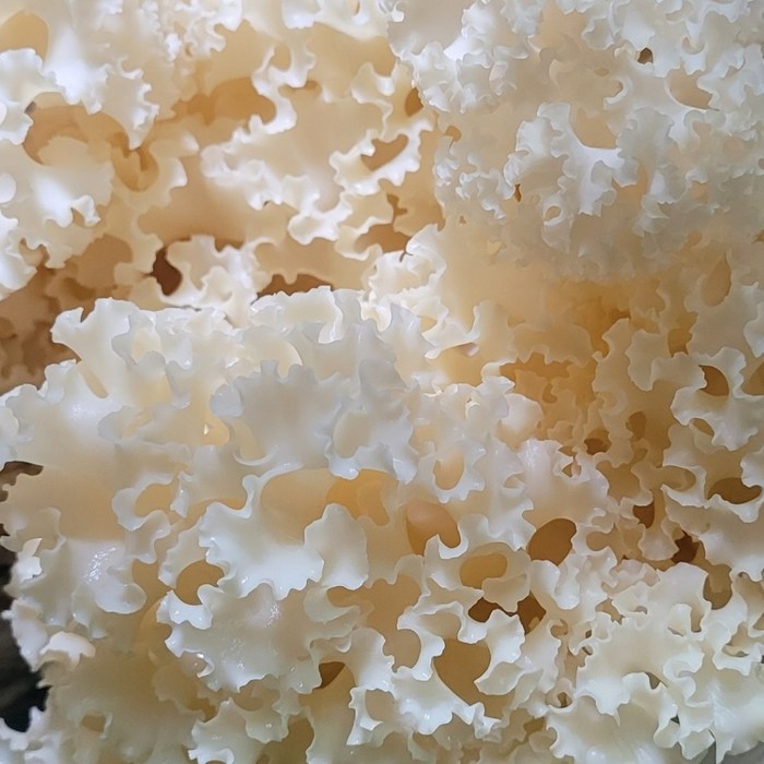 모블 꽃송이버섯 항암버섯 50g 100g 250g 500g 1kg 생 건 건조 베타글루칸 자연산 무농약 차 면역력 선물세트 버섯, 1개, 생버섯250g 대표 이미지 - 표고버섯 선물세트 추천
