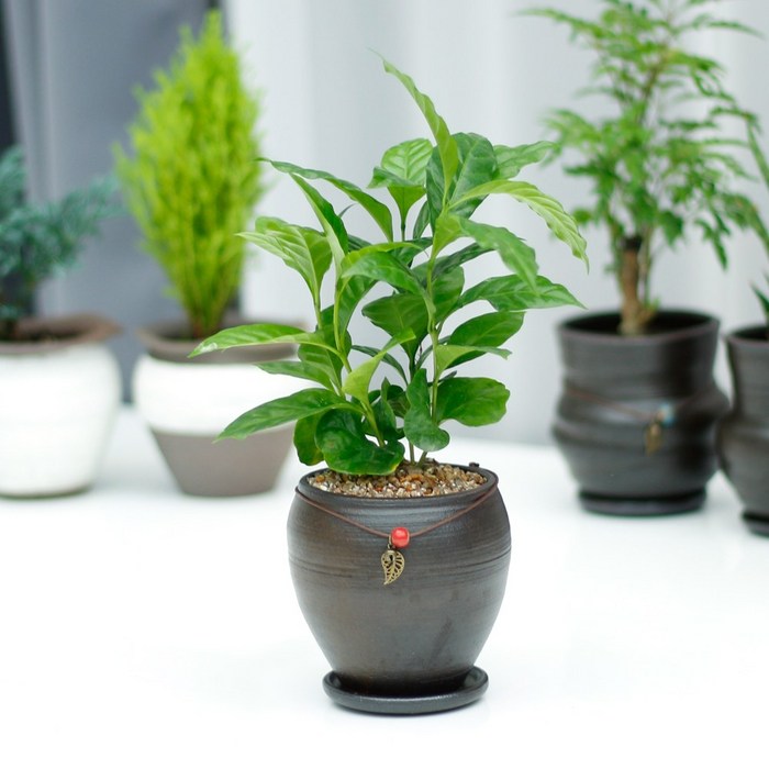 아침향기 공기정화식물 옹기화분, 18.커피나무
