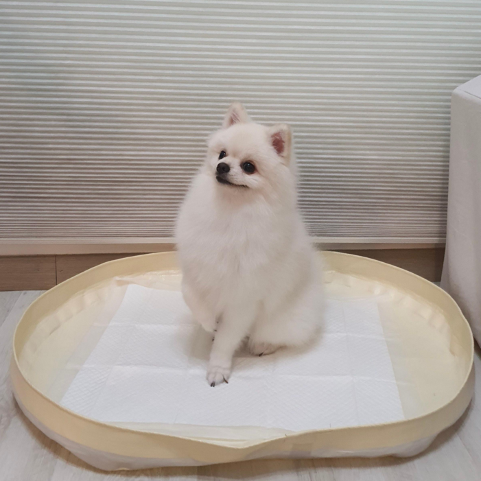 피피 강아지 애견 수컷 배변판 배변매트 방수 화장실 피피 강아지 애견 수컷 배변판 배변매트 방수 화장실