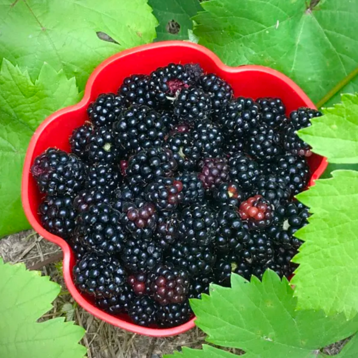 [25년햇복분자] 슈퍼복분자 블랙베리 생과급냉 고창산지직송 복분자