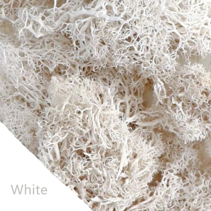 영원한 삶 이끼 DIY 공예 잔디 인공 녹색 식물 홈 룸 정원 장식 미니 호환 풍경 2040100g decora