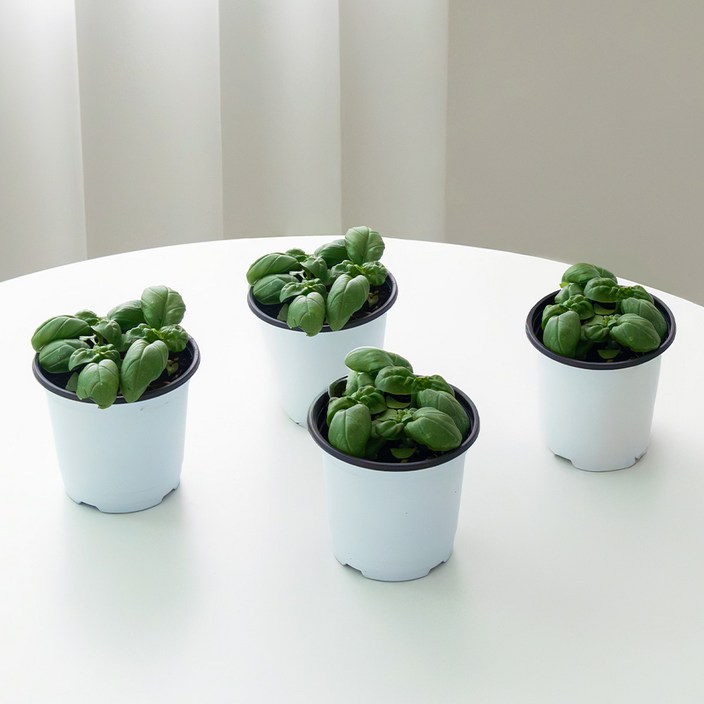 [로켓프레시] 코코도르팜 허브 바질 포트 소형, 랜덤발송, 4개