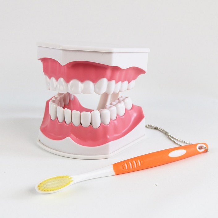 이가빠지는 발치형 치아모형 치과놀이 병원놀이 치아구조 교구 ,덴티폼 치카치카 양치놀이 교보재, 1세트