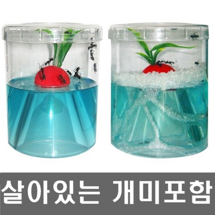 개미키우기세트(개미포함+개미집) 앤트빌/곤충키우기/관찰