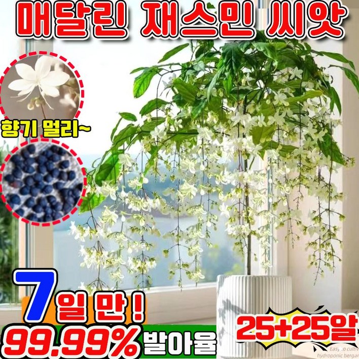 빠른 배송 100/200 행인 자스민 쟈스민 꽃나무 향기로운 재스민 강렬한 향의 매달린 재스민 씨앗 초높은 발아율 향기가 멀리 재스민 사은품 랜덤 증정