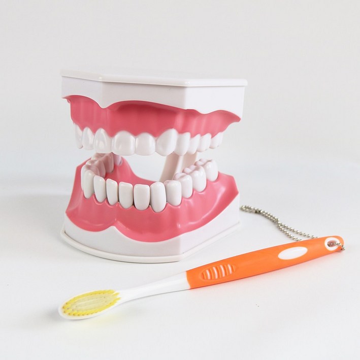 이가빠지는 발치형 치아모형 치과놀이 병원놀이 치아구조 교구 ,덴티폼 치카치카 양치놀이 교보재, 1세트