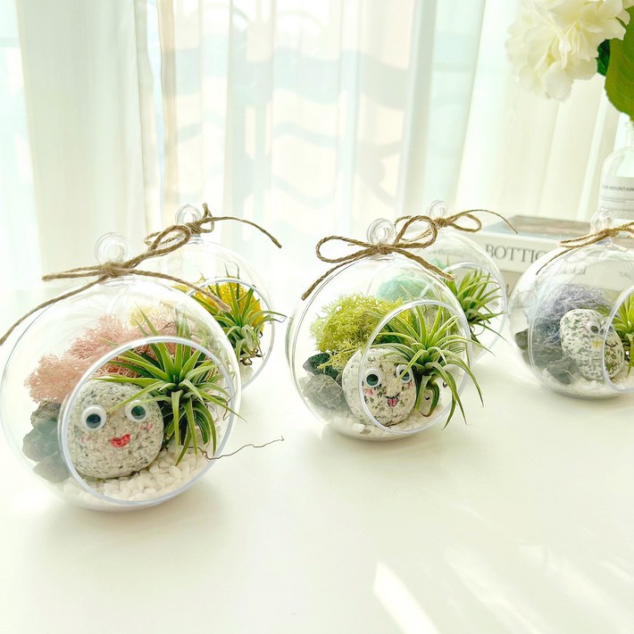 이오난사 애완돌 테라리움 diy 키트 원예 치료 미술 단체, 4.하늘이끼, 1개