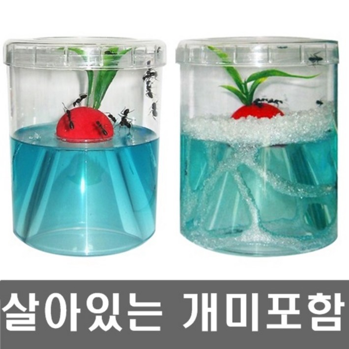 개미키우기세트개미포함개미집 앤트빌곤충키우기관찰 개미키우기세트개미포함개미집 앤트빌곤충키우기관찰