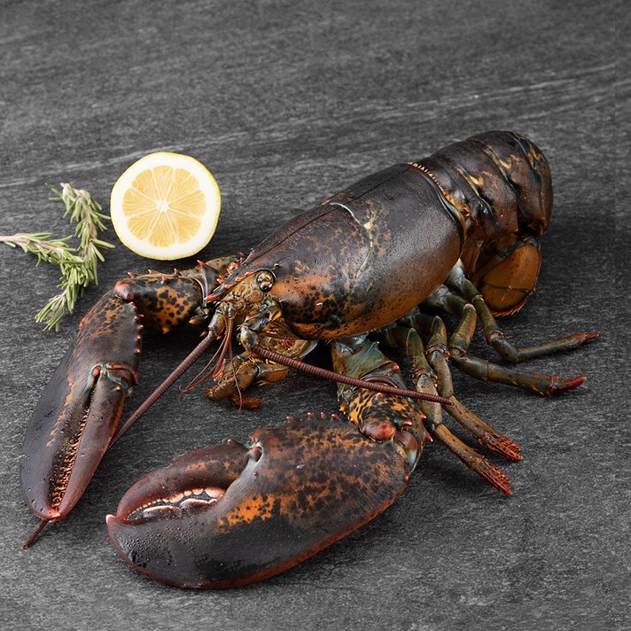 캐나다산 활랍스터, 900g, 1개
