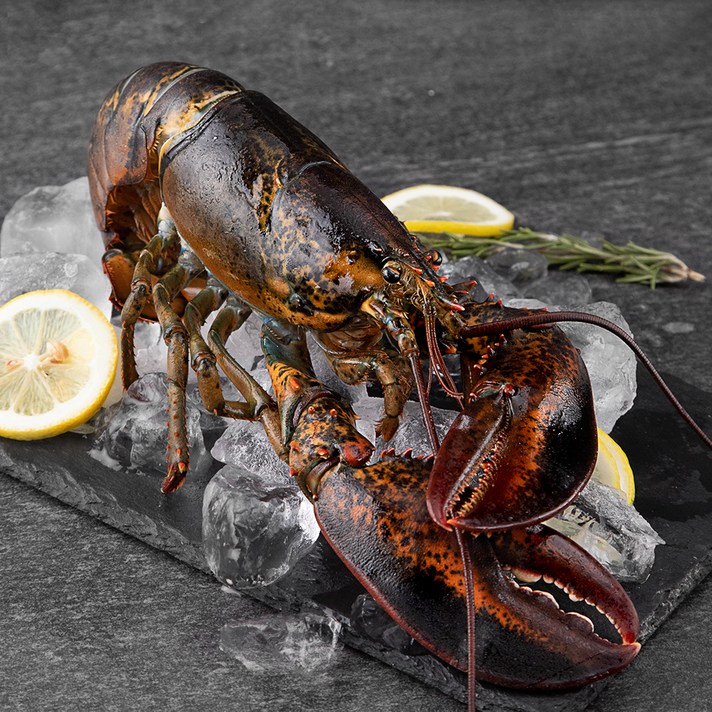 캐나다산 활랍스터, 560g, 1개