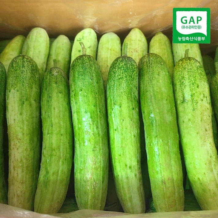 양주농부 클로렐라 못난이 도사리 오이 소박이 오이지용 오이 5kg 9kg 18kg, 못난이 도사리 오이 5kg (30개 내외), 1개