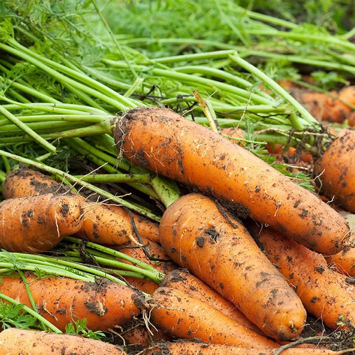 국내산 햇 흙 당근, 5kg, 1개