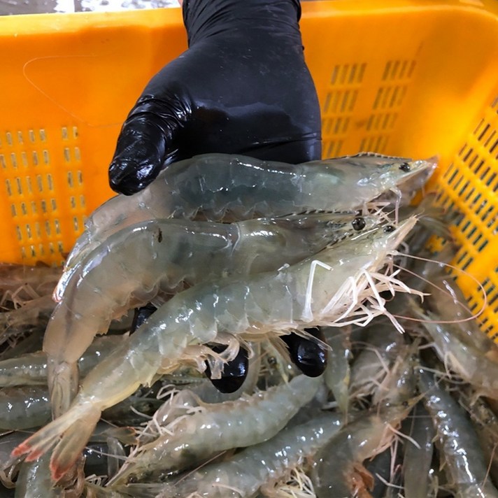  국내산 신안 특품 생물 왕새우 특대 사이즈 살아있는 활 흰다리 새우 대하 1kg 2kg 3kg 4kg, 신안 왕새우 [급냉] 1kg 26~30미, 1개 