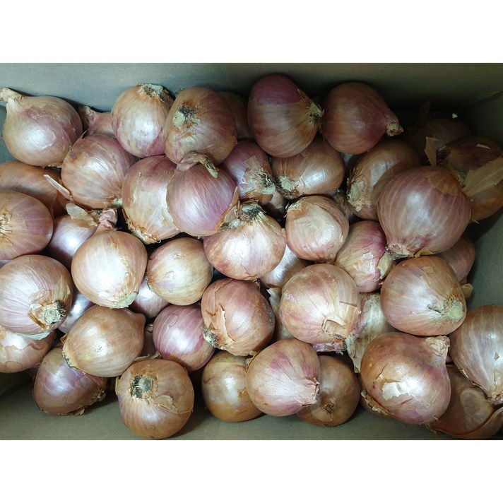 태국산 샬롯(Shallot) 미니양파 1kg